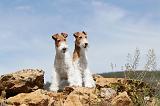 FOX TERRIER 197